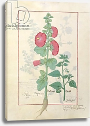 Постер Тестард Робинет (бот) Ms Fr. Fv VI #1 fol.160v Illustration from the 'Book of Simple Medicines'