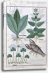 Постер Тестард Робинет (бот) Ms Fr. Fv VI #1 fol.139v Illustration from the 'Book of Simple Medicines'
