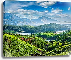Постер Чайные плантации и река в горах