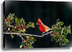 Постер Красная птица на ветке я красными ягодами