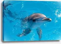 Постер Голова дельфина, глядящего из воды