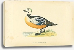 Постер Steller's Western Duck 2