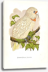 Постер Slender-Billed Cockatoo