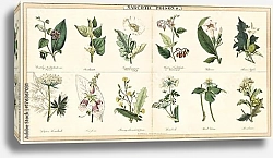 Постер Набора растений, используемых для создания наркотических ядов