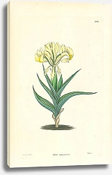 Постер Iris caucasica