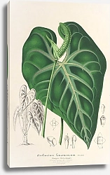 Постер Лемер Шарль Anthurium leuconeurum