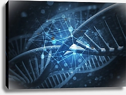 Постер ДНК человека