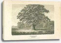 Постер Swilcar Oak, Staffordshire 1