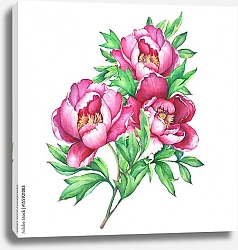 Постер Букет из трех розовых пионов