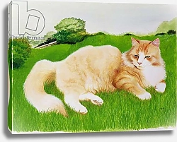 Постер Фристоун Джоан (совр) Ginger Cat in Field