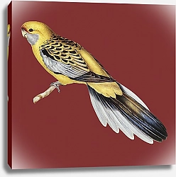 Постер Желтый певчий попугай
