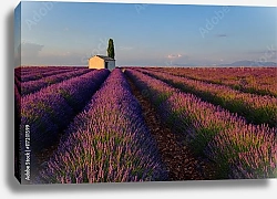 Постер Дом в поле лаванды, Прованс, Франция