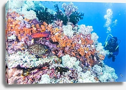 Постер Дайвер на коралловом рифе