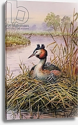 Постер Даннер Карл (совр) Great-Crested Grebes