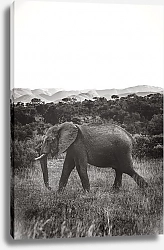 Постер Шагающий слон