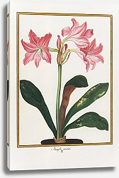 Постер Amaryllis reticulata