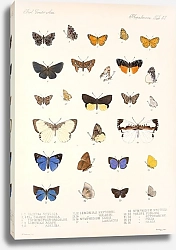 Постер Годман Фредерик Insecta Lepidoptera-Rhopalocera Pl 048