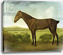 Постер Школа: Английская 18в. Brown Horse in a Hilly Landscape, c.1780-1800