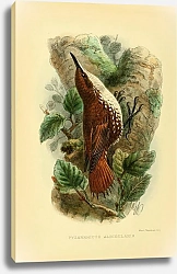 Постер Pygarrhicus Albigularis