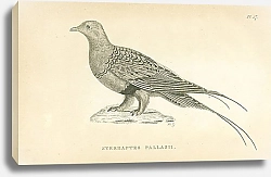 Постер Syrrhaptes Pallasii 1