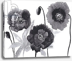 Постер Пушпарадж Нила (совр) Poppies in Black and white