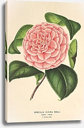 Постер Лемер Шарль Camellia Elvina Delli