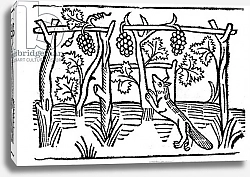 Постер Школа: Английская 15в The Fox and the Raisins, illustration from Caxton's 'Aesop's Fables', 1484