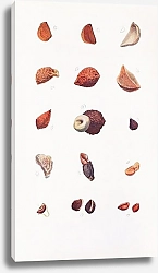 Постер Iris Seeds