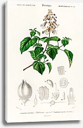 Постер Императорское дерево (Paulownia imperialis)