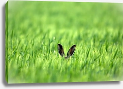 Постер Уши в высокой траве