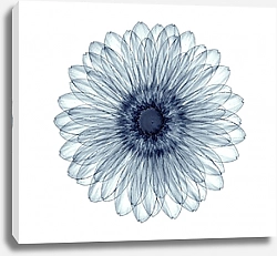 Постер Рентгеновское изображение цветка герберы на белом