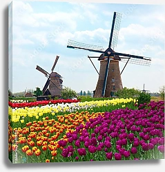 Постер Голландия. Поля тюльпанов с мельницами №9