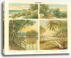 Постер Растения прибрежной зоны