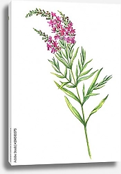 Постер Веточка иван-чая с цветами