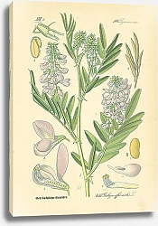 Постер Leguminosae, Galega officinalis