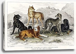 Постер Европейский волк, черный волк Северной Америки, мастиф св. Бернарда, горная борзая и Непальский большой пес