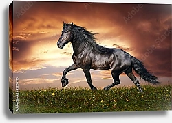 Постер Черный конь