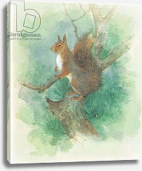 Постер Бенингфилд Гордон (1936-98) Red Squirrel, from source unknown