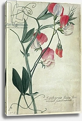 Постер Эгрет Джордж PD.113-1973.f1 Lathyrus Siculus Flore, c.1760-70