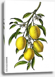 Постер Лимонная ветвь с 4 лимонами
