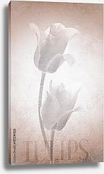 Постер Пара белых тюльпанов на ретро-фоне