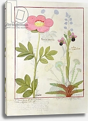 Постер Тестард Робинет (бот) Ms Fr. Fol VI #1 Paeonia or Peony, and Orchis myanthos, c.1470