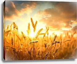 Постер Пшеничное поле на золотом закате