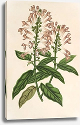 Постер Лемер Шарль Scutellaria albo-rosea