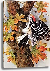 Постер British Birds - Lesser Spotted Woodpecker