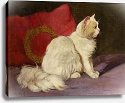 Постер Хейер Артур White Persian Cat