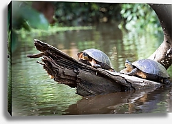 Постер Две черепахи на бревне