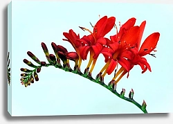 Постер Красный тропический цветок