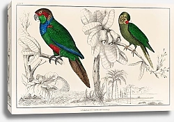 Постер Редкая старинная раскрашенная вручную картина двух попугаев