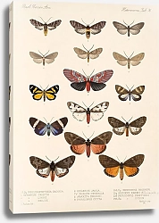 Постер Годман Фредерик Insecta Lepidoptera-Heterocera Pl 076